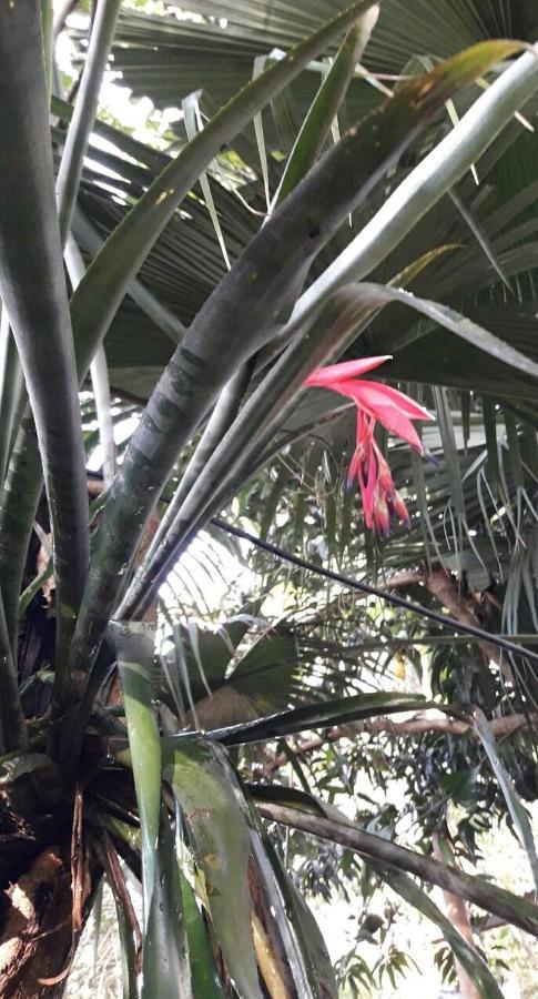דירות פוארטו איגואסו Jardin De Naipi מראה חיצוני תמונה