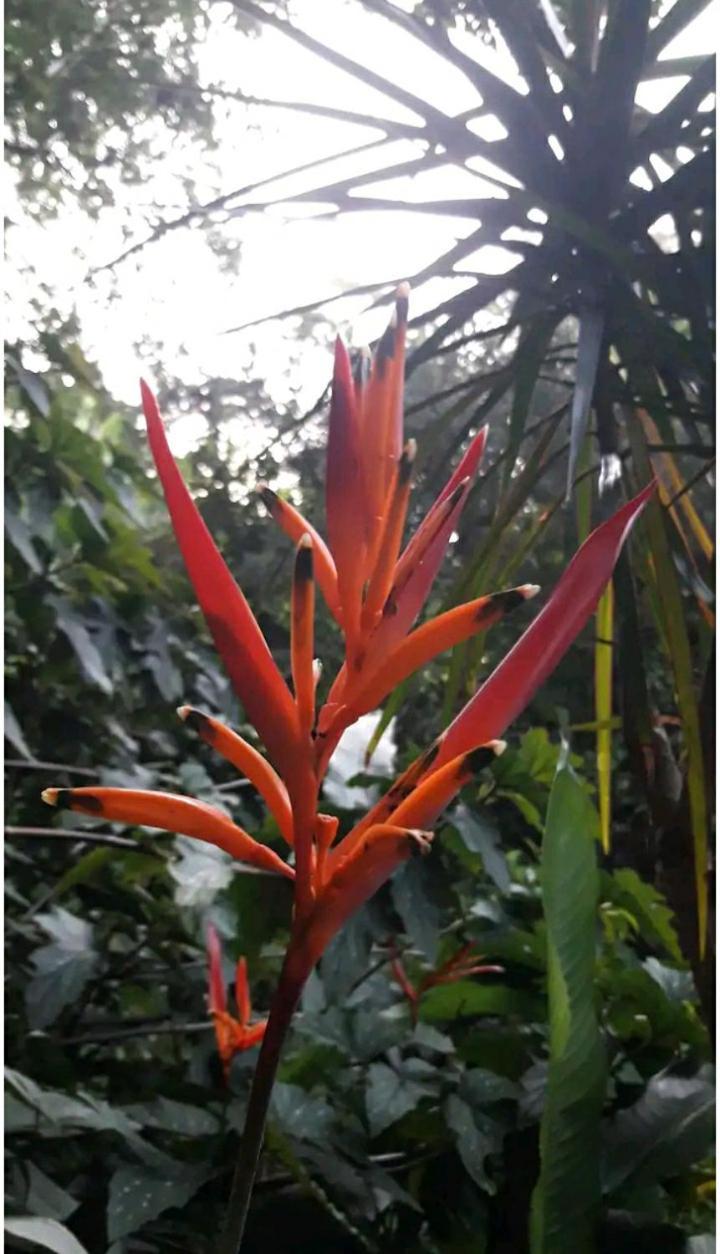 דירות פוארטו איגואסו Jardin De Naipi חדר תמונה